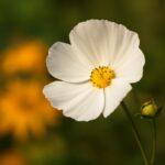 funeral flower messages examples and short verses for funeral flower cards